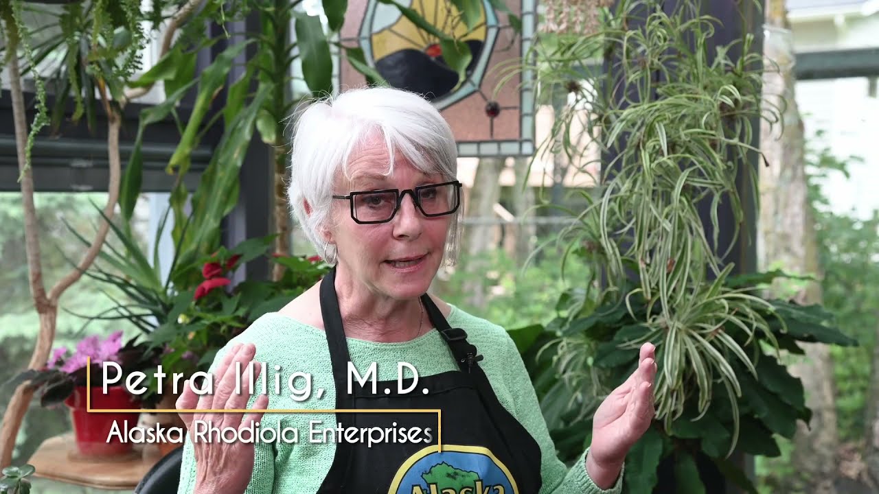The Case for Cultivating Rhodiola Rosea