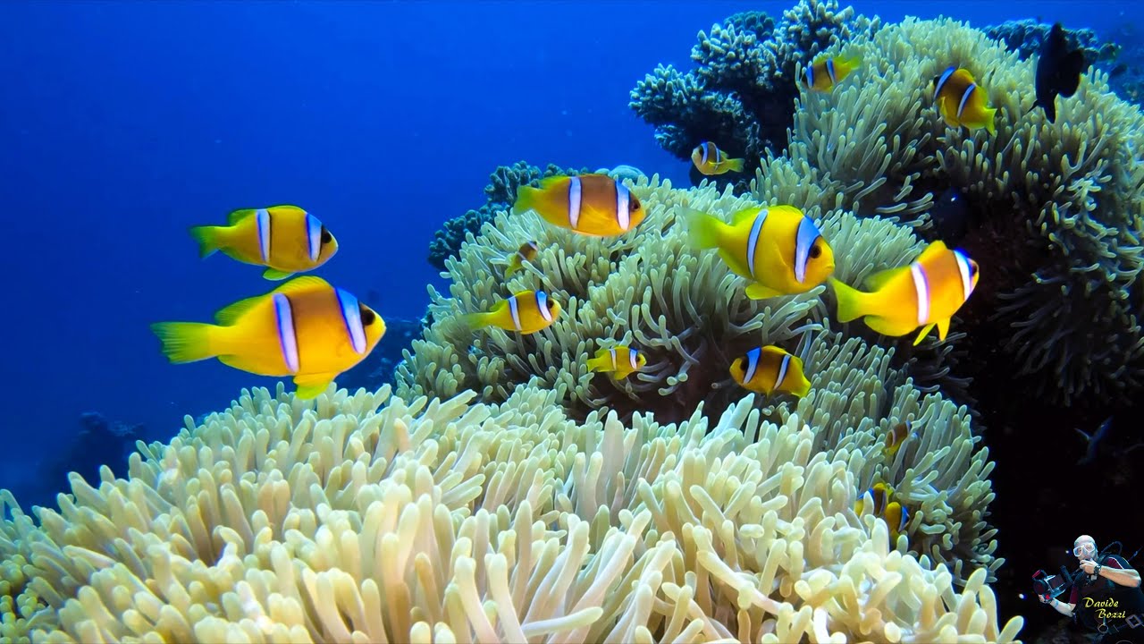 Red Sea. Berenice 2022.  THE BEST OF DIVING with ORCA DIVE CLUB WADI LAHMY AZUR !!