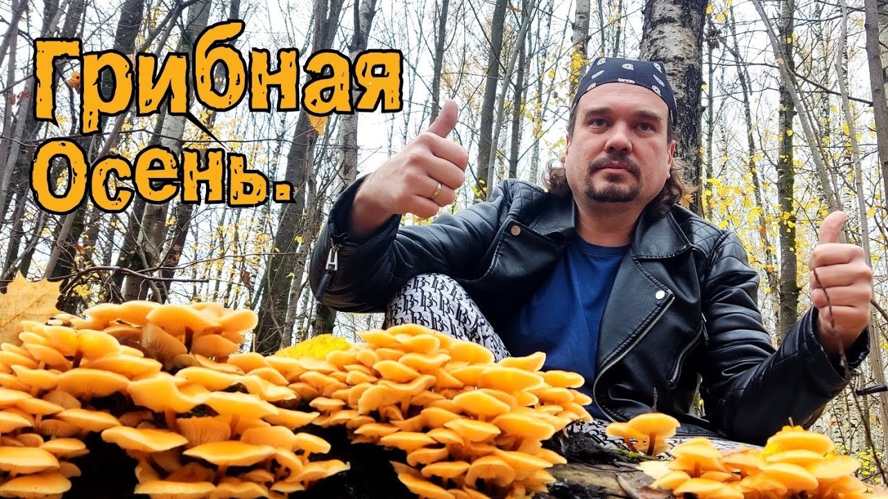 Грибная осень.16.10.2025