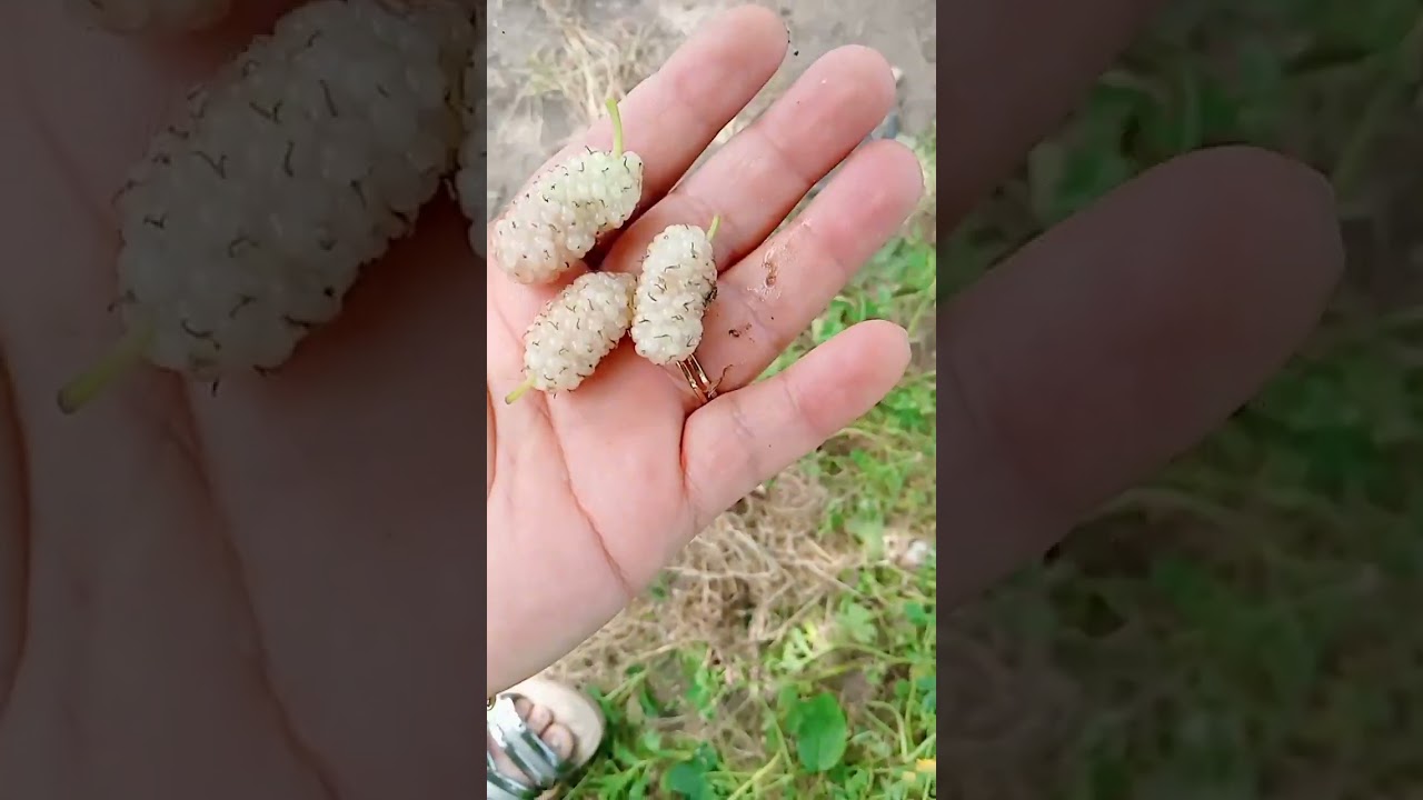 العيد عند ماما بنة اخرى🥰🇩🇿🇩🇿🇩🇿🥰🥰🥰
