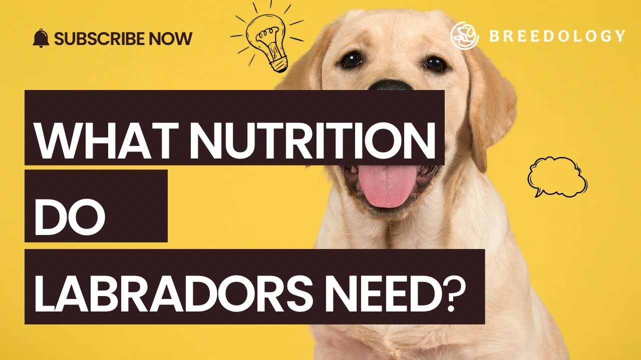 Labrador Nutrition: Longevity, Health & Breed-Specific Supplements
