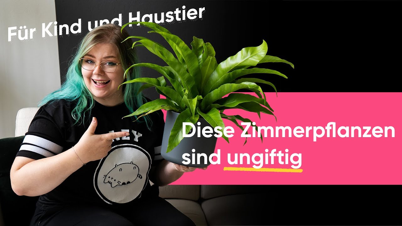 Gut für Haushalt mit Hund, Katze und Kind: Diese Zimmerpflanzen sind ungiftig | feey 🌱