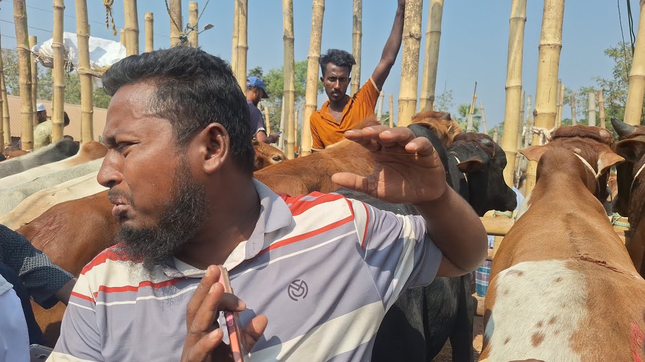 খোকন ভাই কে গিরে দরে এক দামে গরু কেনার জন্য 