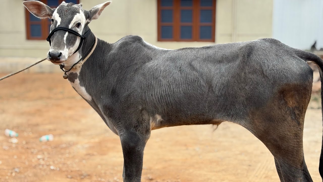 Marvellous Hallikar bull calf Raja studbull son