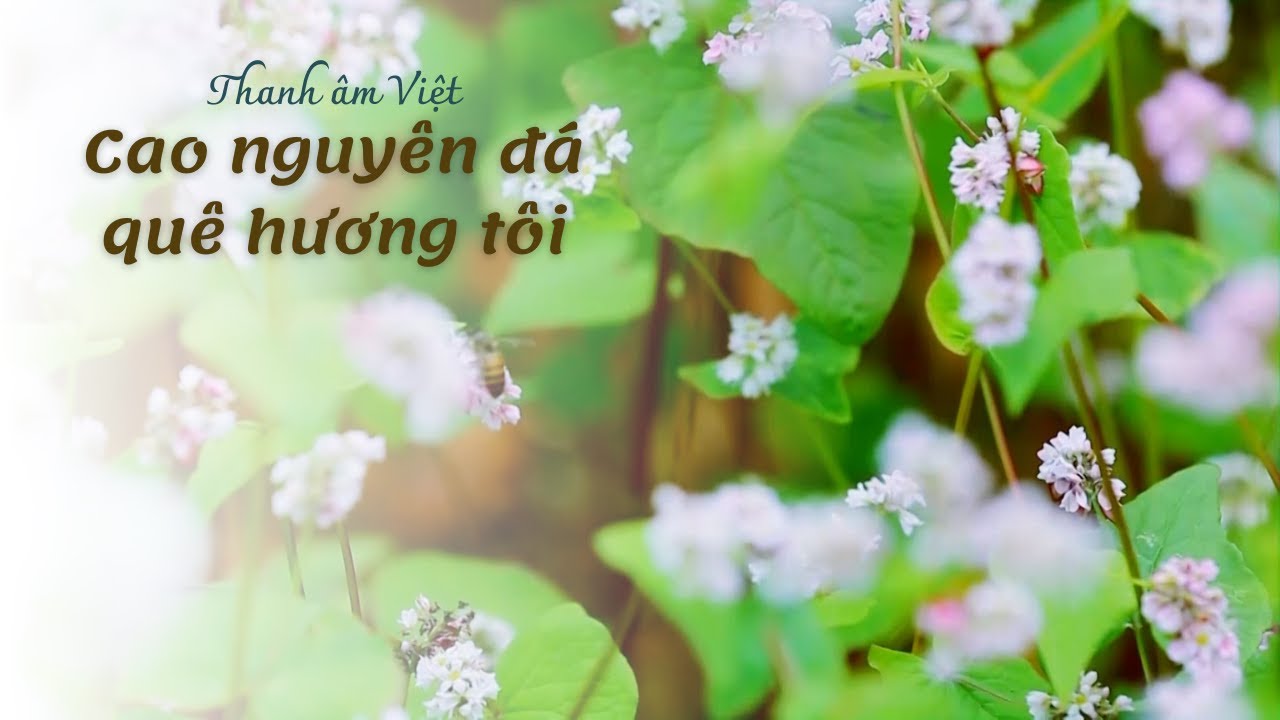 CAO NGUYÊN ĐÁ QUÊ HƯƠNG TÔI | THANH ÂM VIỆT | VTV5