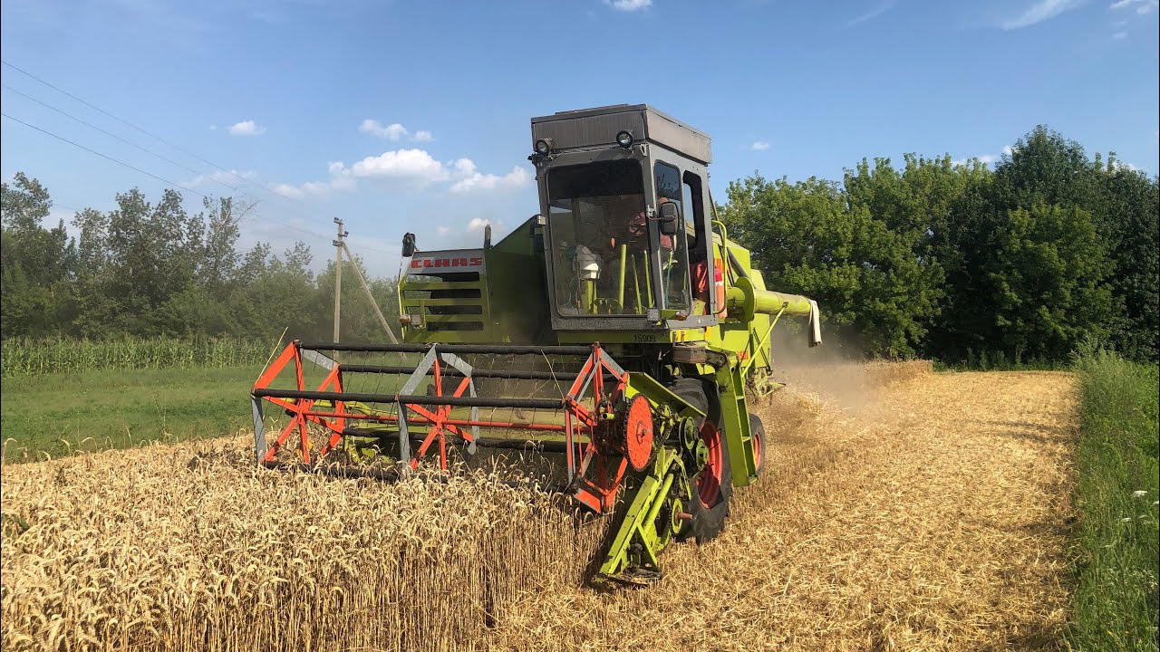 Йду помічником комбайнера на Claas Consul. Жнива пшениці, урожайність як ніколи