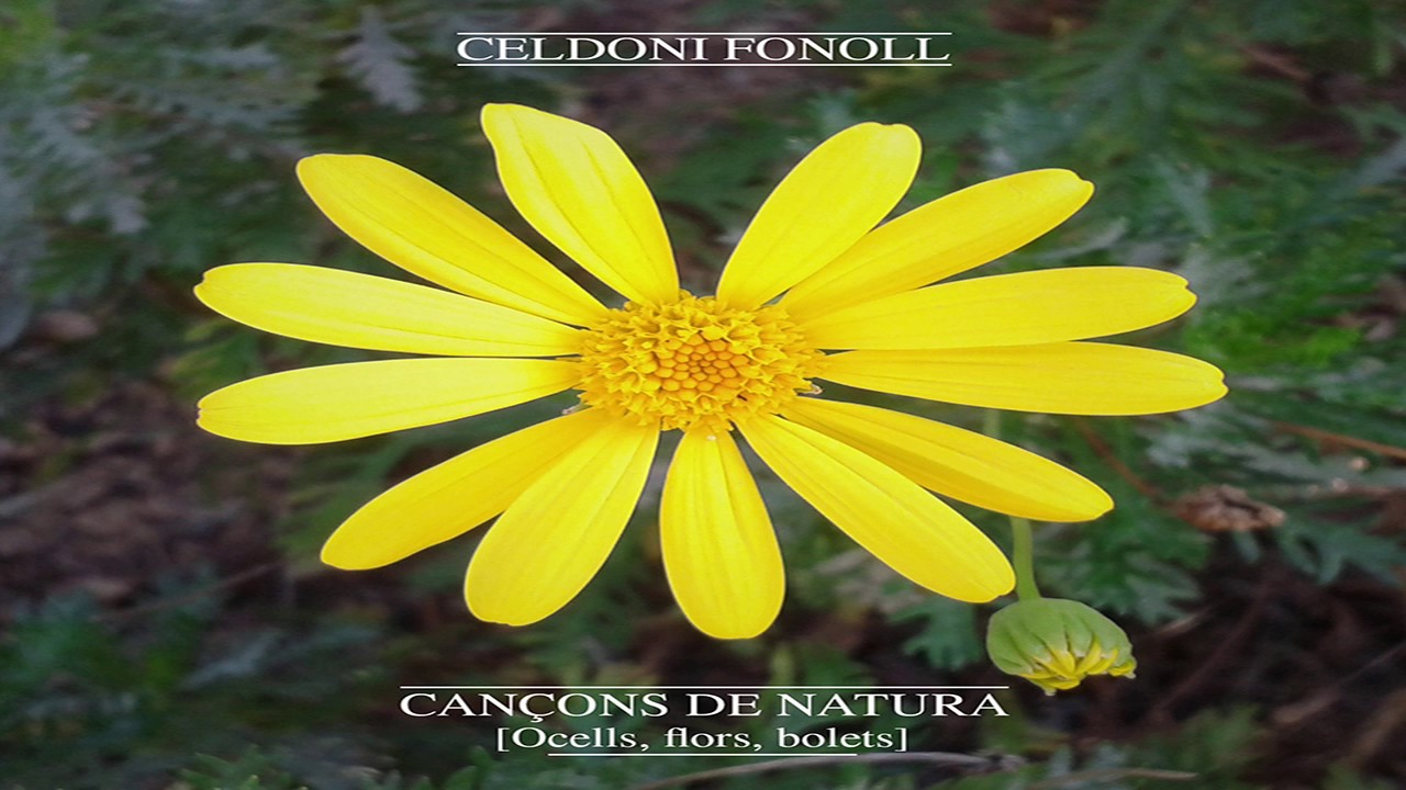CELDONI FONOLL - L'ocellaire amic. Ocells [Cançons de Natura]