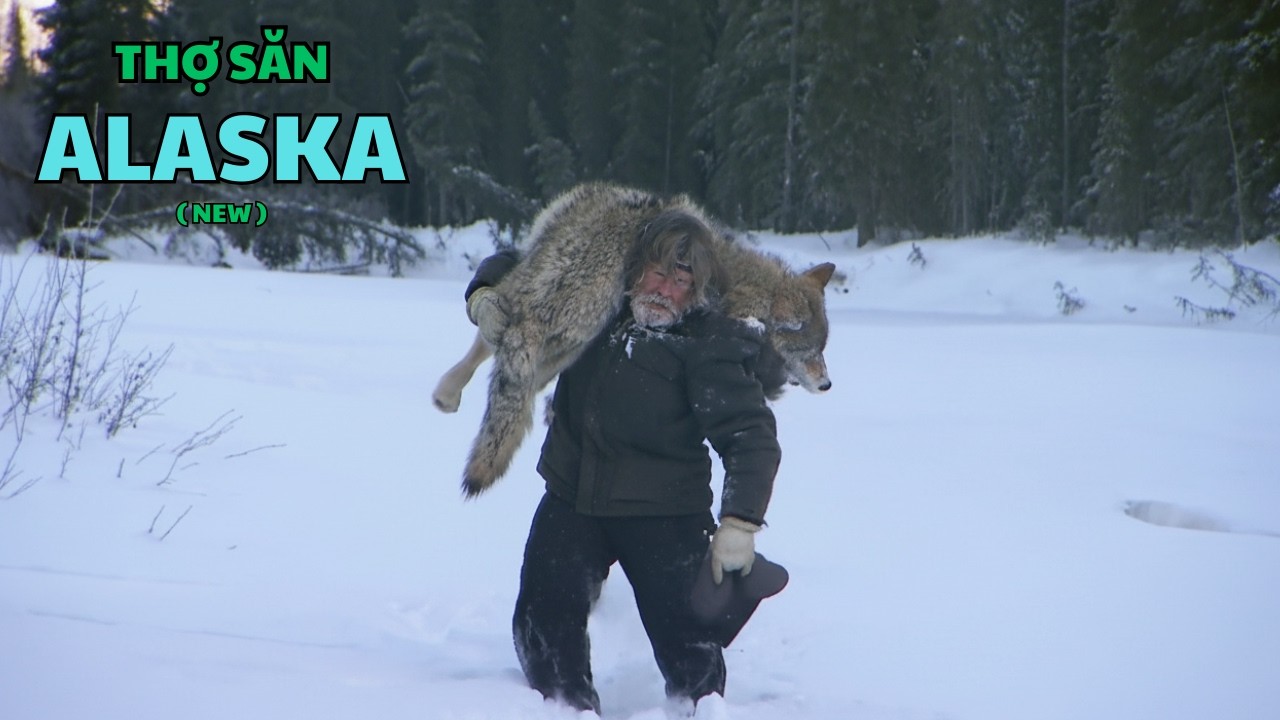 Sống một mình giữa Alaska – Thợ săn Alaska buộc phải săn sói để SINH TỒN