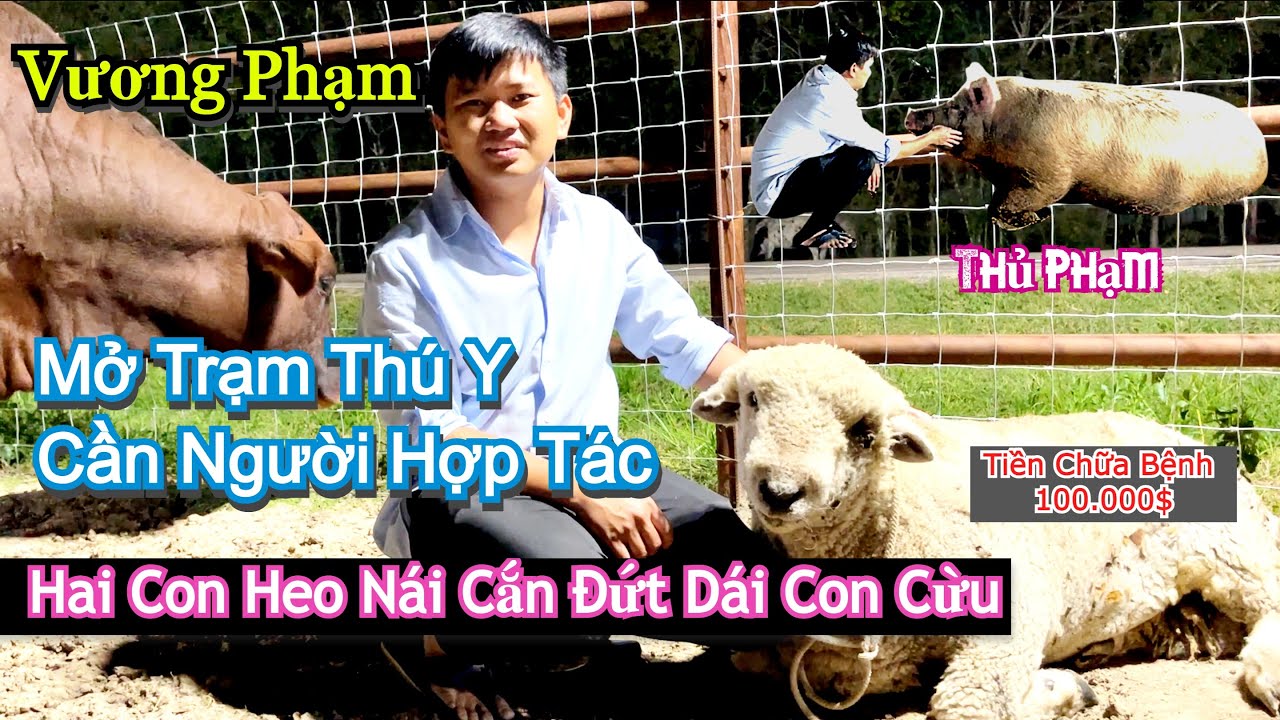 Vương Phạm Mở Trạm Thú Y - Hai Con Heo Nái Làm Bị Thương Con Cừu - 100.000 $ Tiền Chữa Bệnh Cho Thú