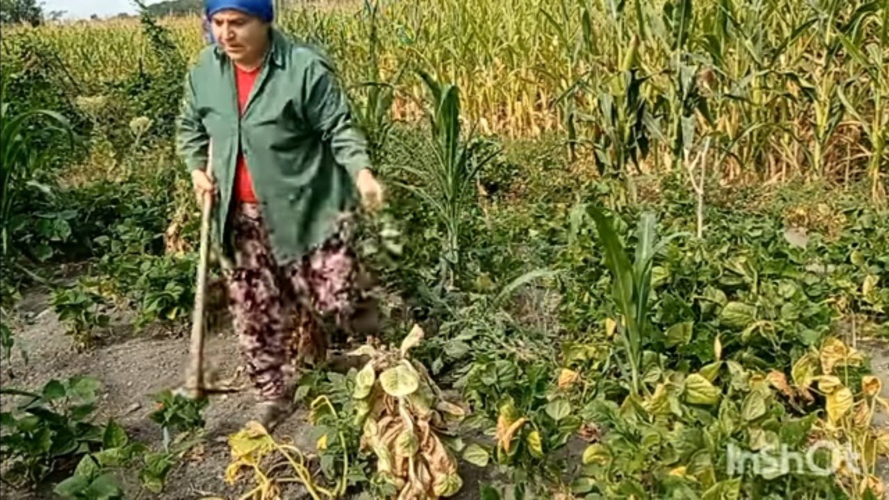 BAHÇEMDE GEREKSİZ OTLARI KESTİM BİBER PATLICAN 🍆 DOMATES 🍅 TOPLADIM #köyhayatı #keşfet #koyvlog #köy