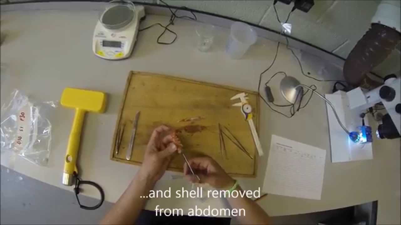 Recapture and dissection of Nephrops norvegicus