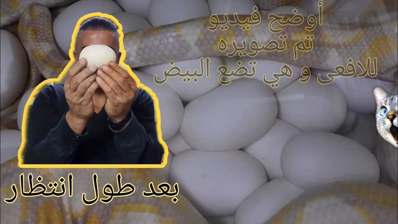 بعد طول انتظار الاصله الشبكية لفيندر تضع بيضها سوف تخرج فراخ مميزة (لقطات نادرة) مع جمال العمواسي