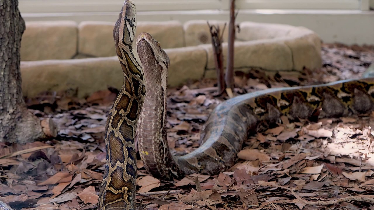 Python Reticulatus and Python Bivittatus at the Zoo in Naples, FL