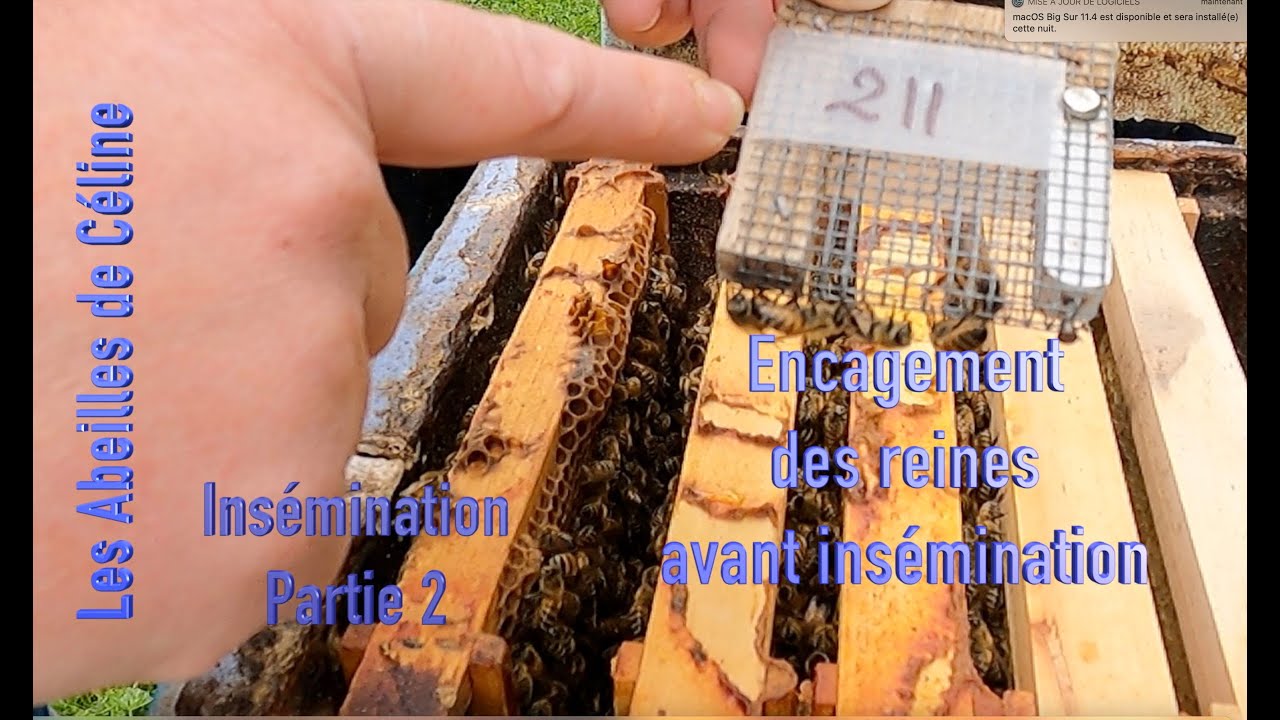 Insémination (partie 2): encagement des reines avant insémination