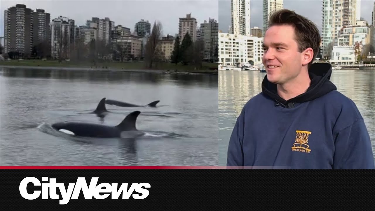 Ferry boat captain shares story of Orca encounter in Vancouver's False Creek