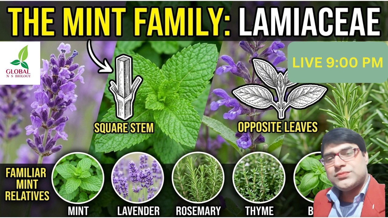 Lamiaceae Family (Mint / Tulsi Family) in One Shot | Floral Formula, Diagram & Examples