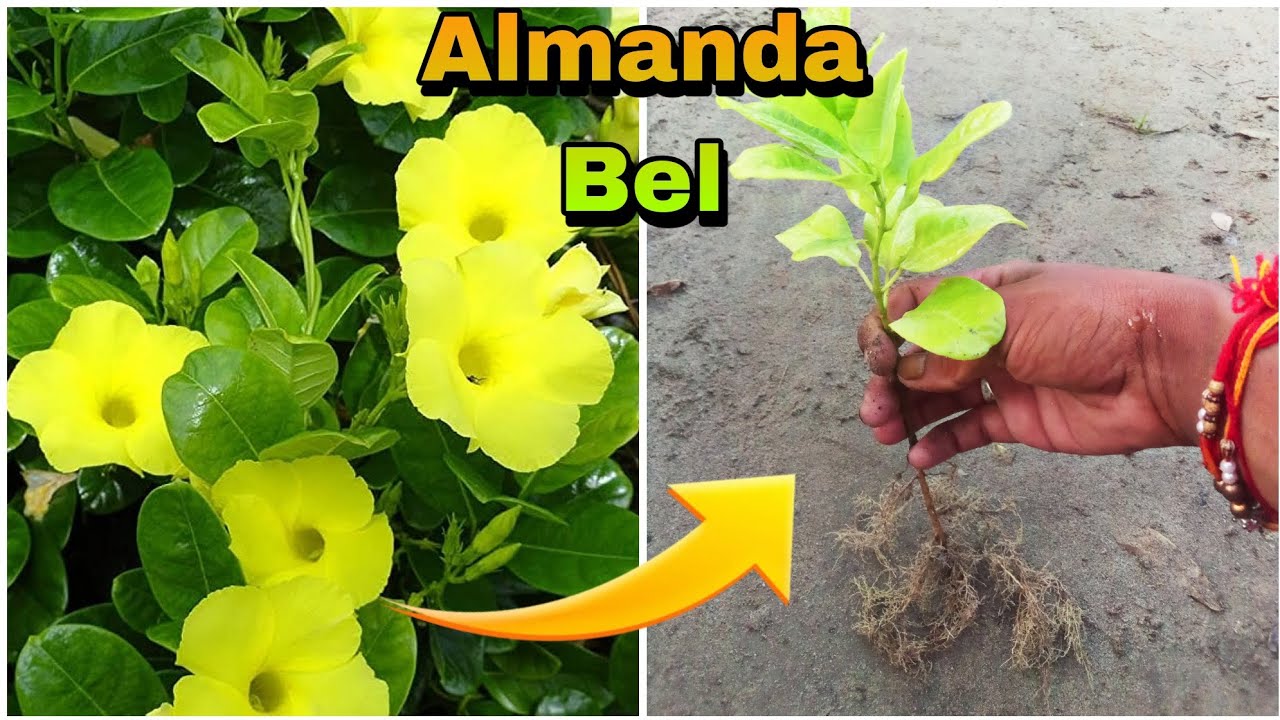 How to grow allamanda vine | golden trumpet Vine from cutting
