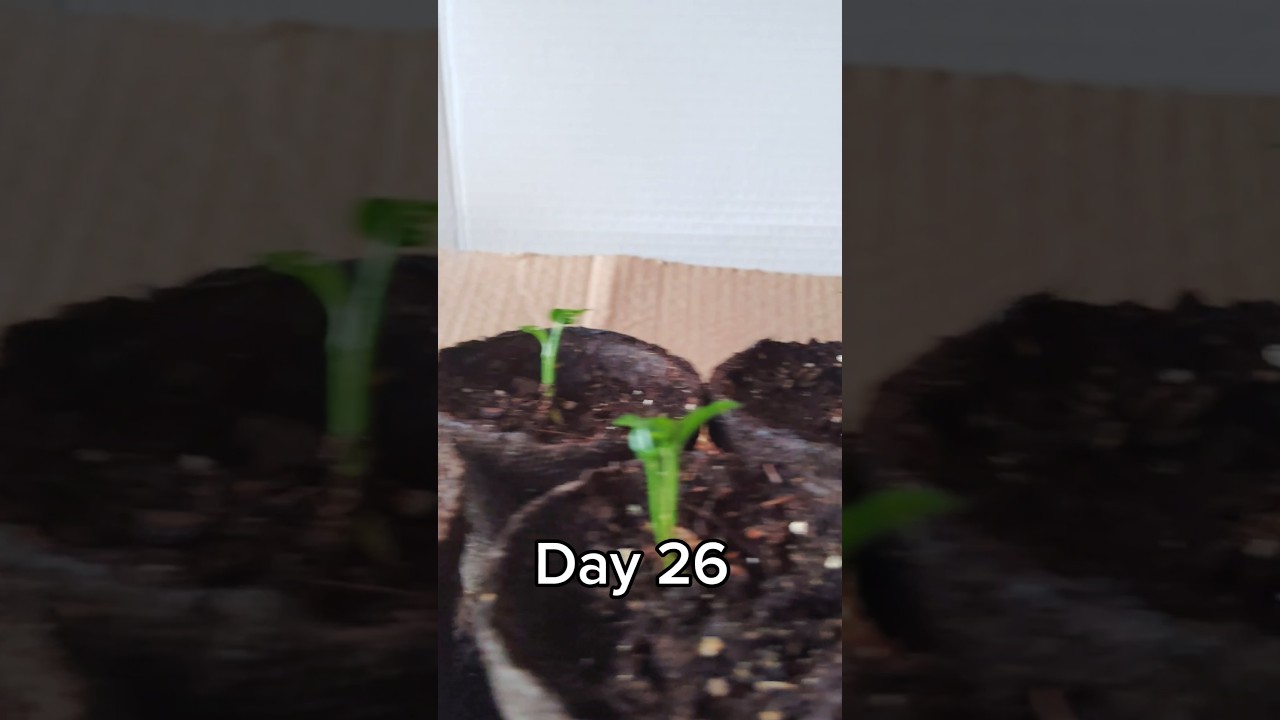 Day 26: Growing Lemon Tree IRLIPG