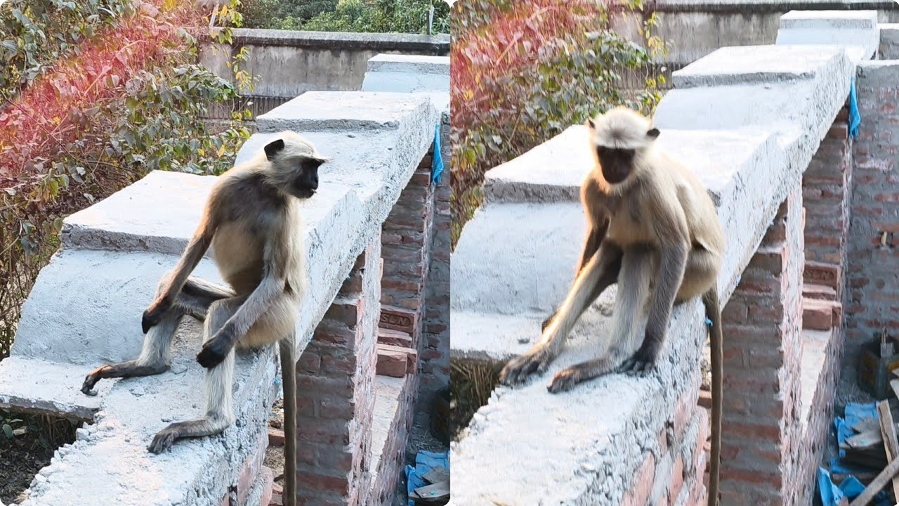 Joy Shri Ram Jay Hanuman Ji 🚩🕉️#monkey 