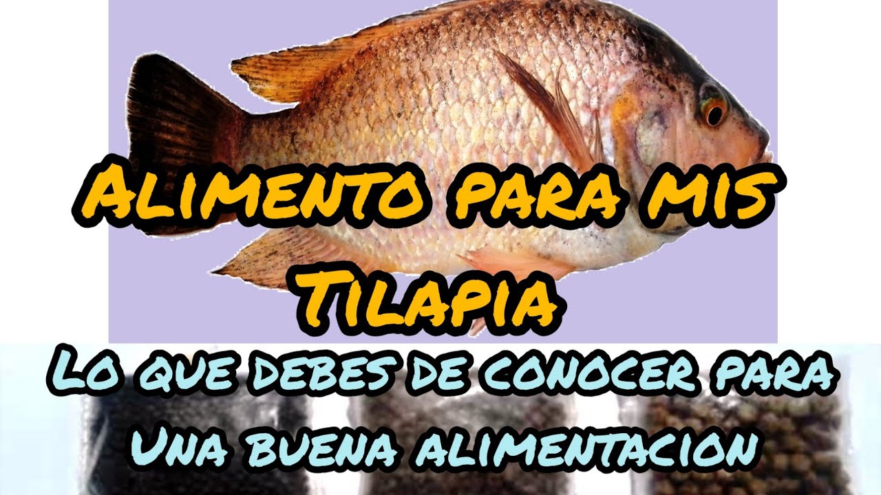 Alimentación de tus tilapias.  Alimento comercial para engorda.