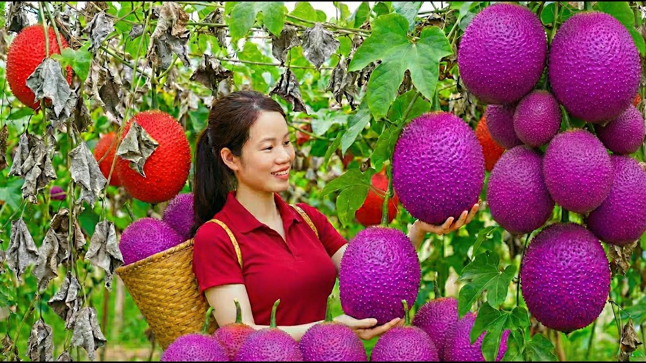 Harvesting the RARE, Highly Sought-after Fruit from Heaven