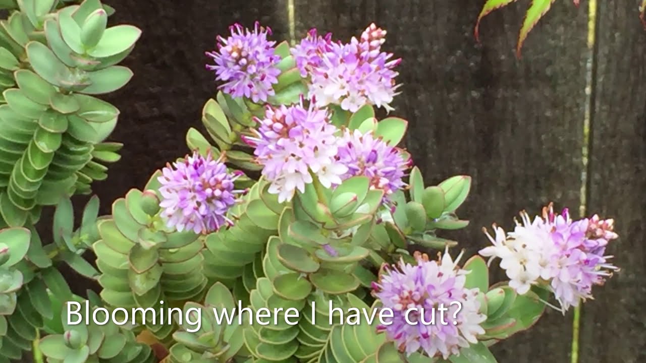 Red Edged Hebe Albicans - In Blooms - June 16