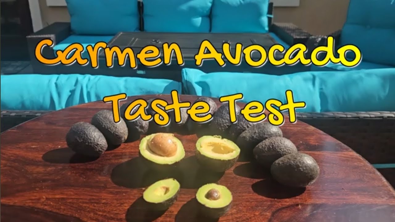 Carmen Hass 🥑Avocado🥑 Taste Test