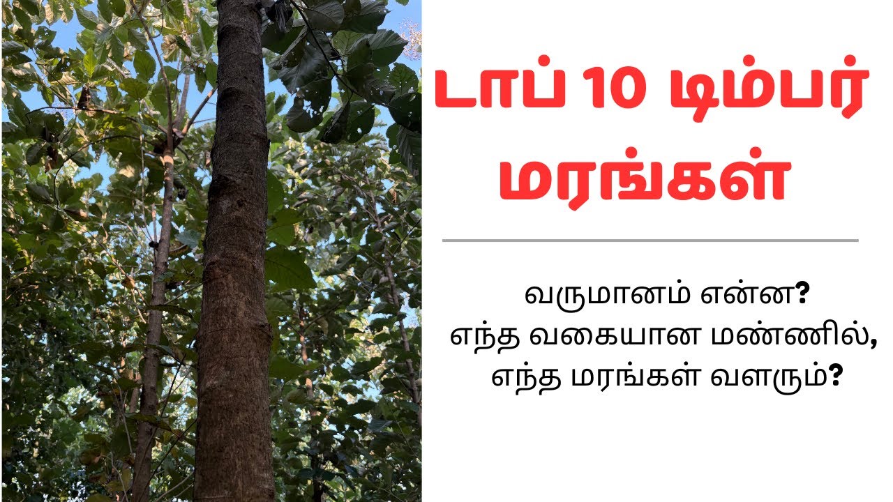 டாப் 10 டிம்பர் மரங்கள் | வருமானம் என்ன? Top 10 timber trees income