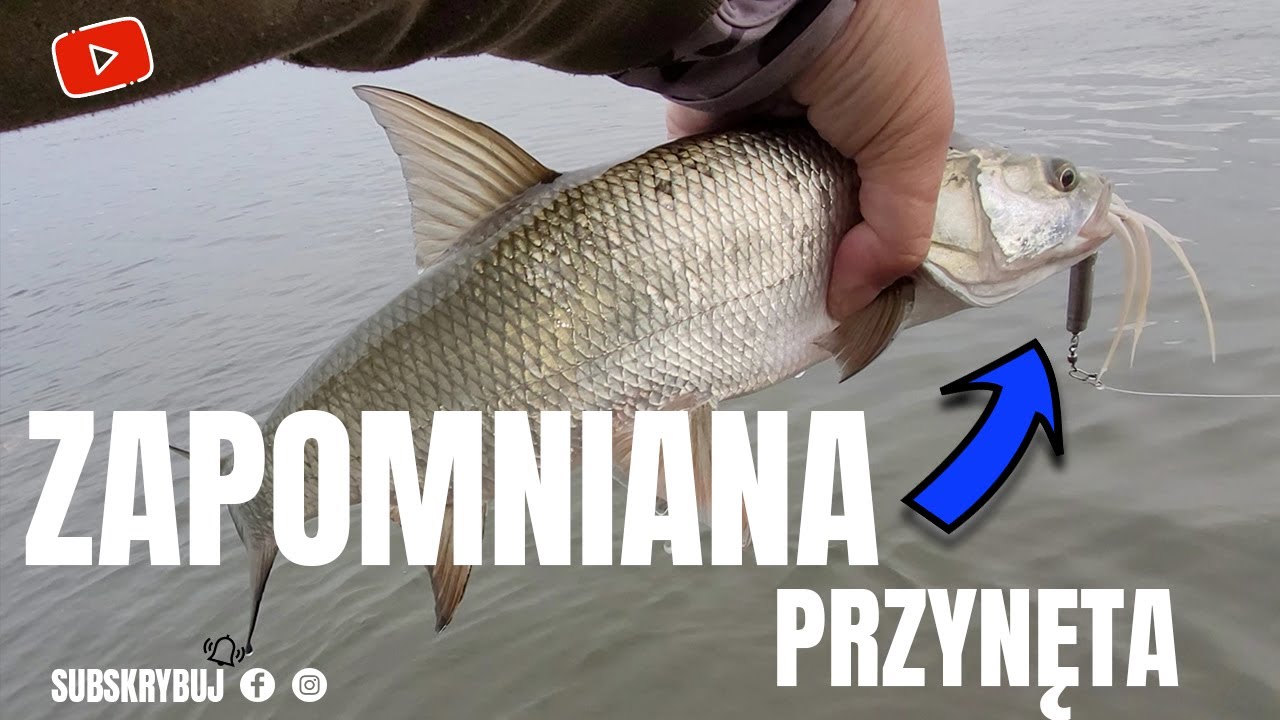 ZAPOMNIANA Przynęta na rzeczne BOLENIE.