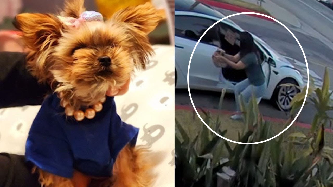 Teacup Yorkie stolen during walk with owner in Huntington Park