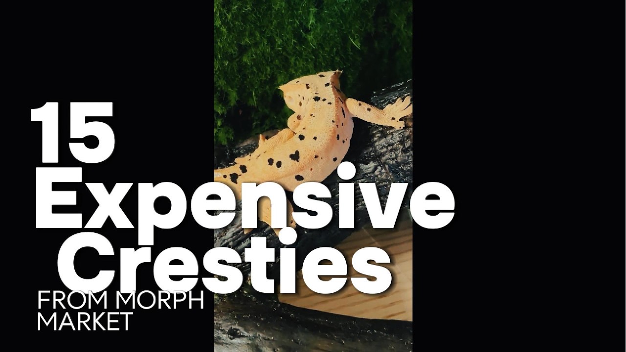 15 Expensive Crested Geckos from Morph Market Today