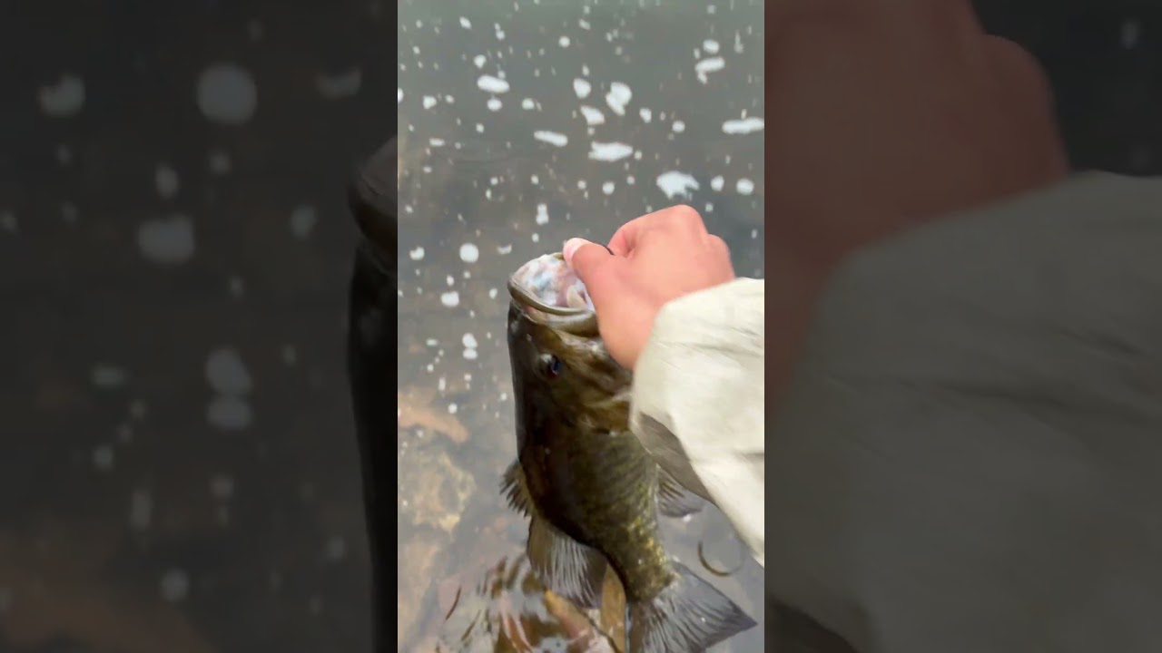 Smallie!!! #fish #smallie #smallmouth #shorts