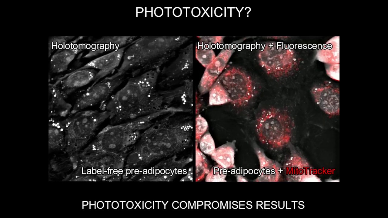 Do you control for phototoxicity?