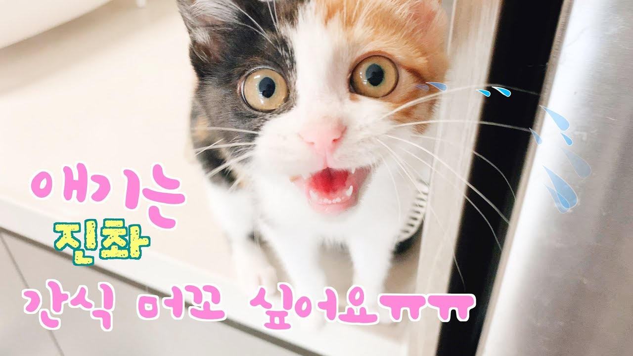 간식시간에 울음보 터진 아기고양이