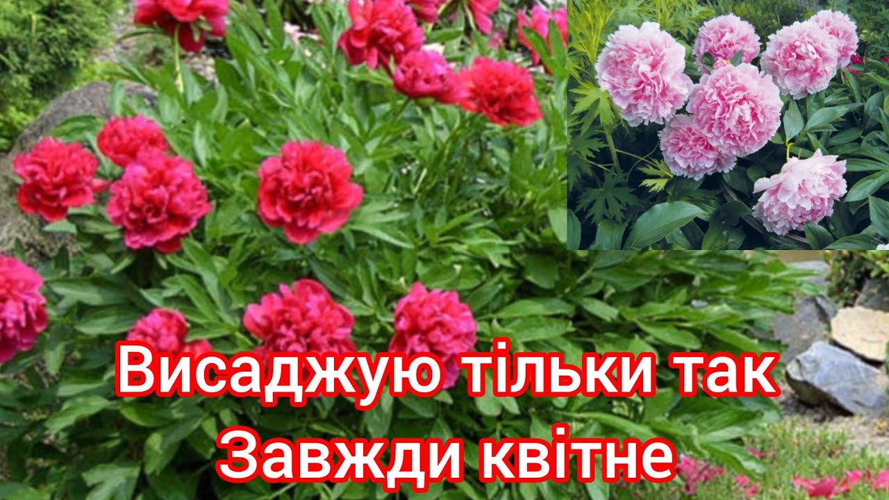 Піони завжди заквітнуть якщо так посадити☝️