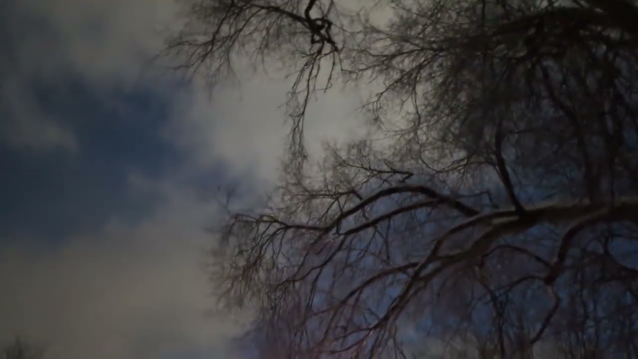 Размышления отставного сумасшедшего.