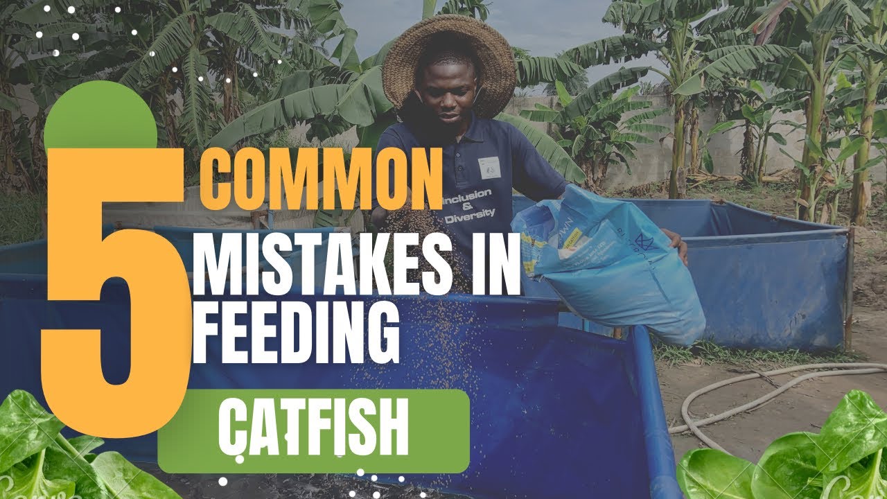 Avoid These 5 Common Mistakes in Feeding Catfish: CATFISH FARMING IN NIGERIA #catfish #catfishfarm