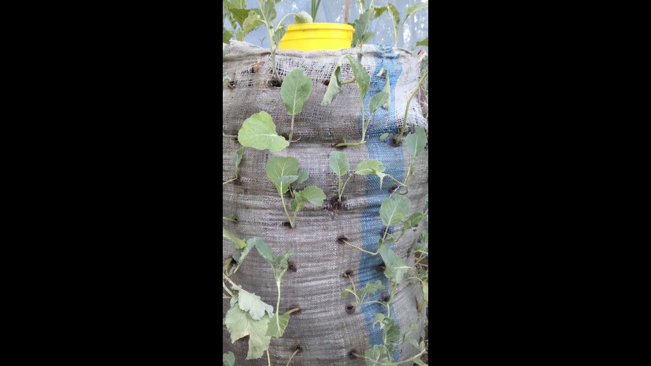 How to plant kales in bags 