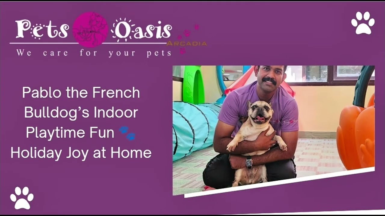Pablo the French Bulldog’s Indoor Playtime Fun 🐾 | Holiday Joy at Home