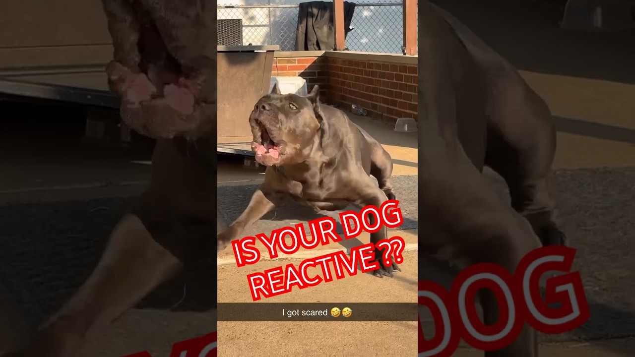 Aggressive Cane Corso 💀 #shorts #canecorso