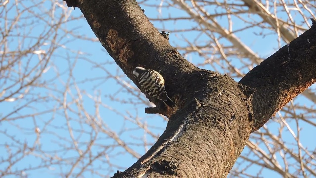 2026.1.23     東京浮間舟渡鳥散歩
