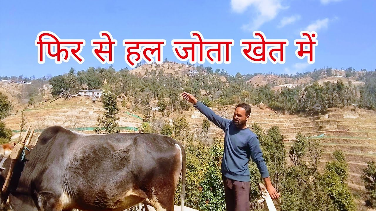 पहाड़ी क्षेत्रों की दिन दिनचर्या फिर मैं खेतों में 😀pahadi life #rajuvlogs 04