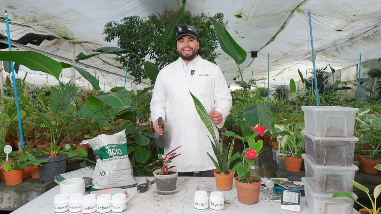 Así es como debes regar tus plantas