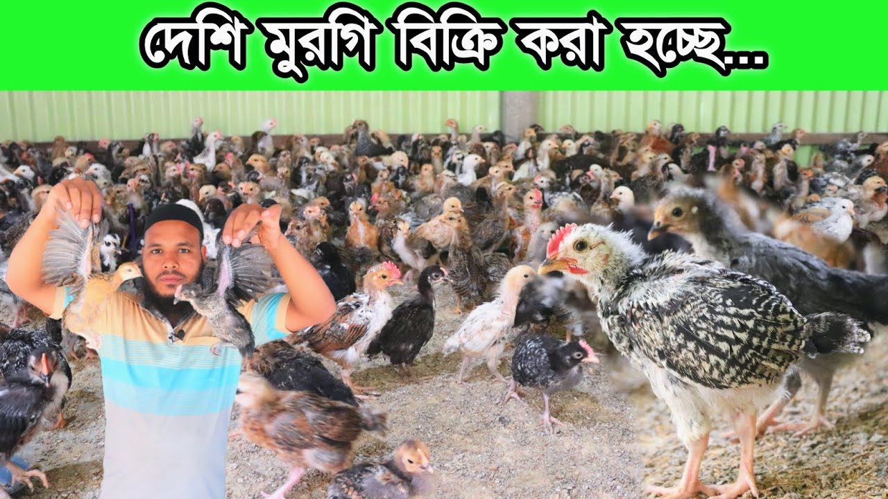 ১মাস দেশি মুরগির বাচ্চা বুকিং নেওয়া হচ্ছে - দেশি মুরগির বাচ্চা বিক্রয়ের জন্য প্রস্তুত রয়েছে