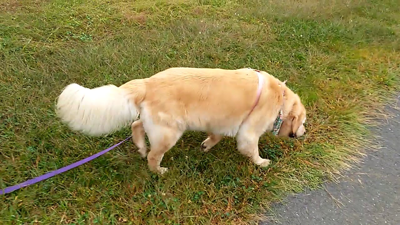 Princess Fluffbutt's Walk