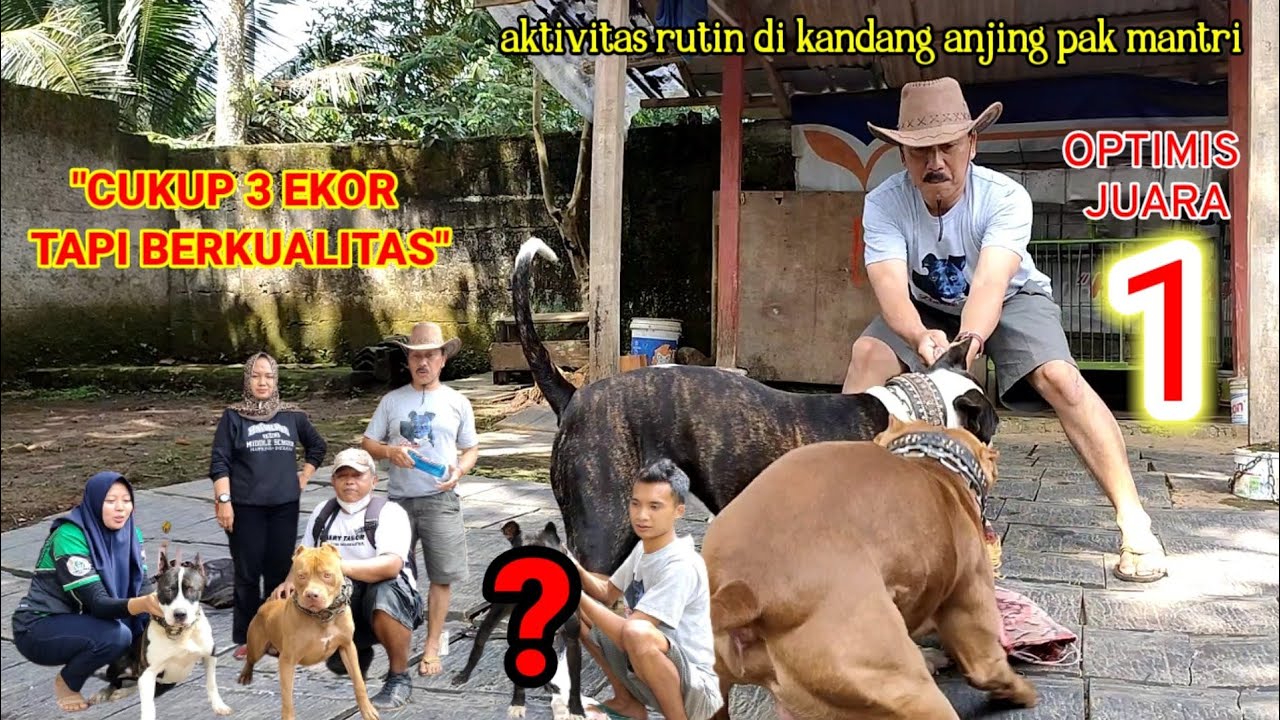 INTIP AKTIVITAS RUTIN KANDANG ANJING PAK MANTRI DI SINGAPARNA KABUPATEN TASIKMALAYA JAWA BARAT