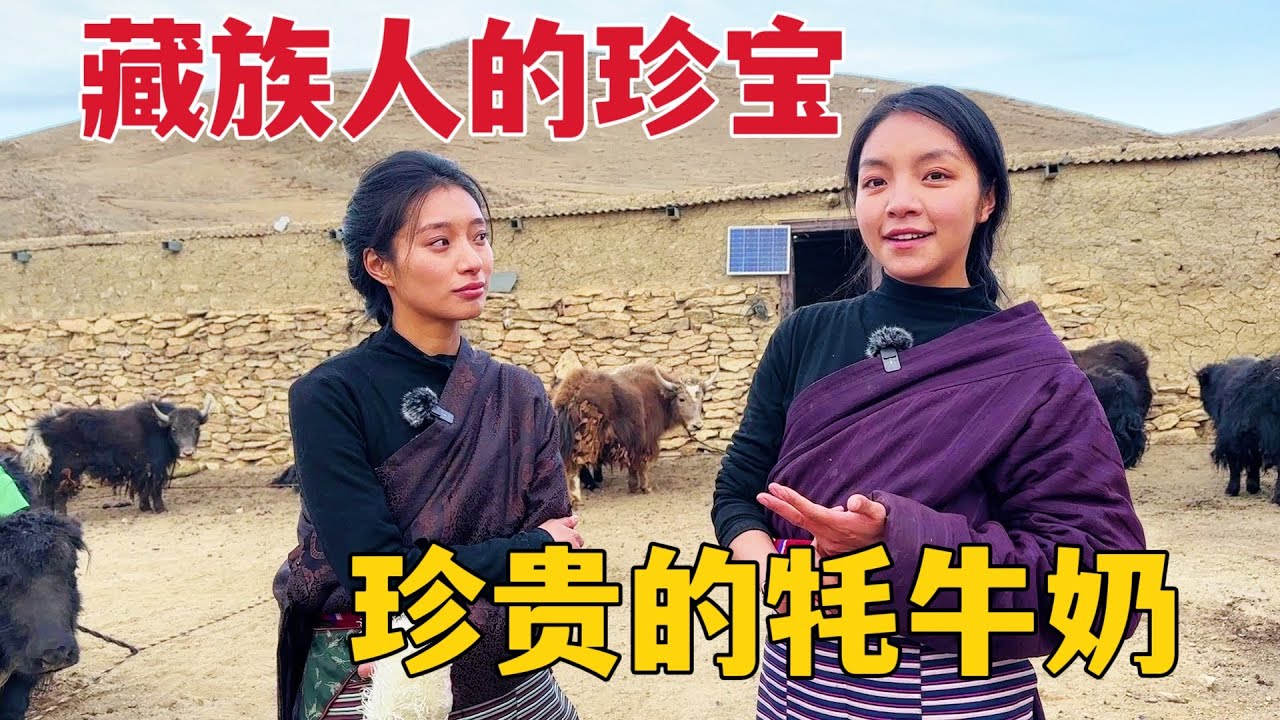 谁说藏族年轻人不工作？牧民在家养牦牛，靠牦牛奶就能月入上万！【那曲拉姆】