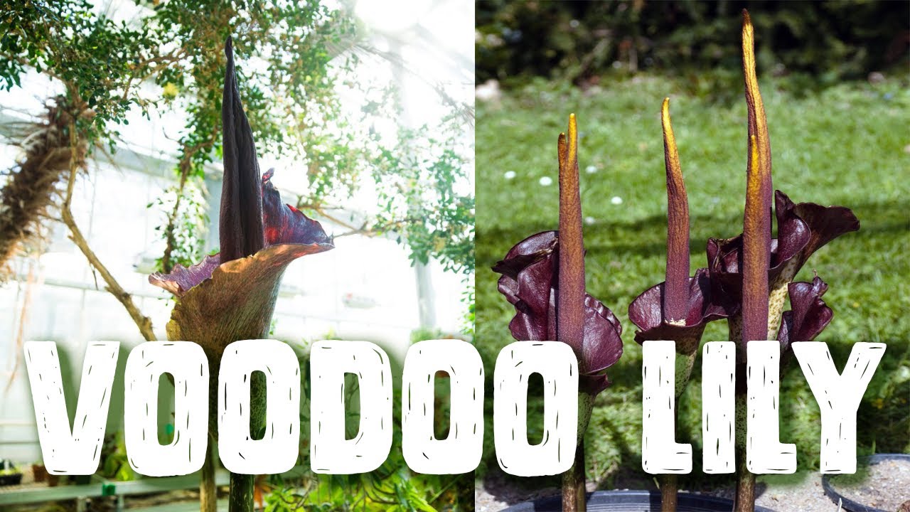 How To Grow Voodoo Lily aka Corpse Flower aka Devil’s tongue aka Amorphophallus aka malformed penis