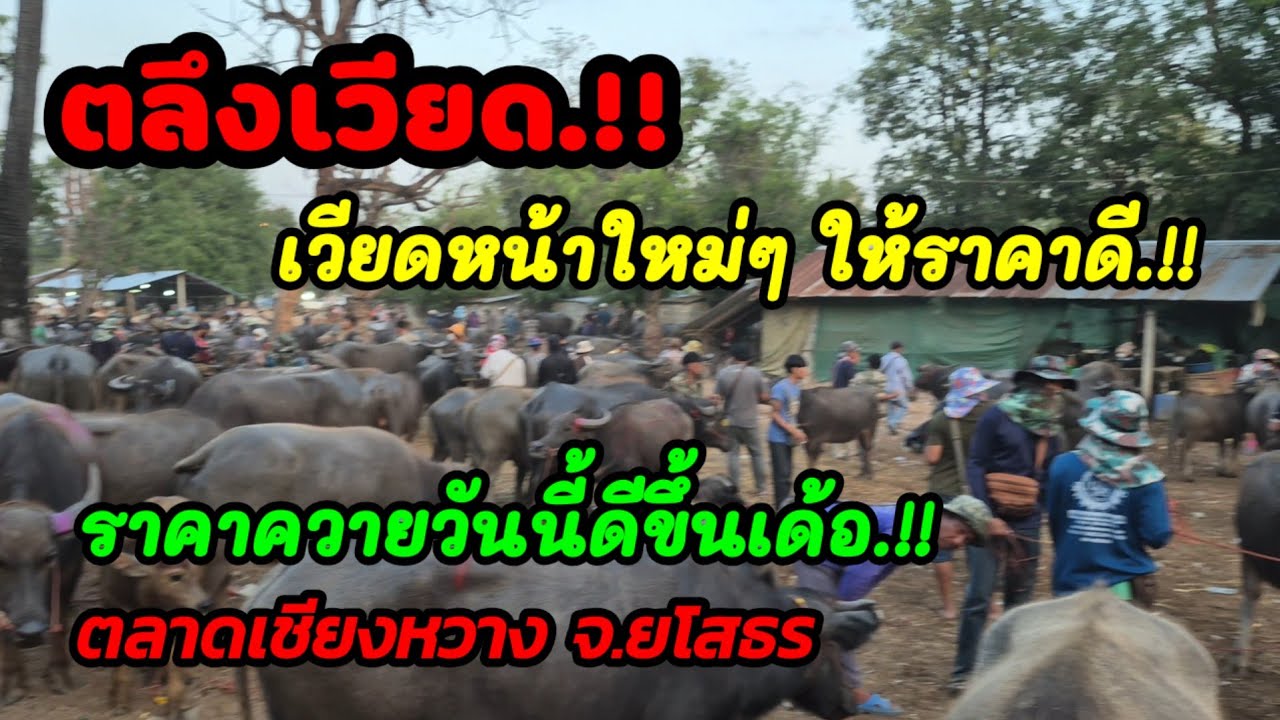 ราคาควายวันนี้ เปิดราคาควายล่าสุดวันนี้สำรวจราคาควายตลาดนัด#เปิดราคาควายน่าซื้อ#ซื้อขายควายน่าเลี้ยง