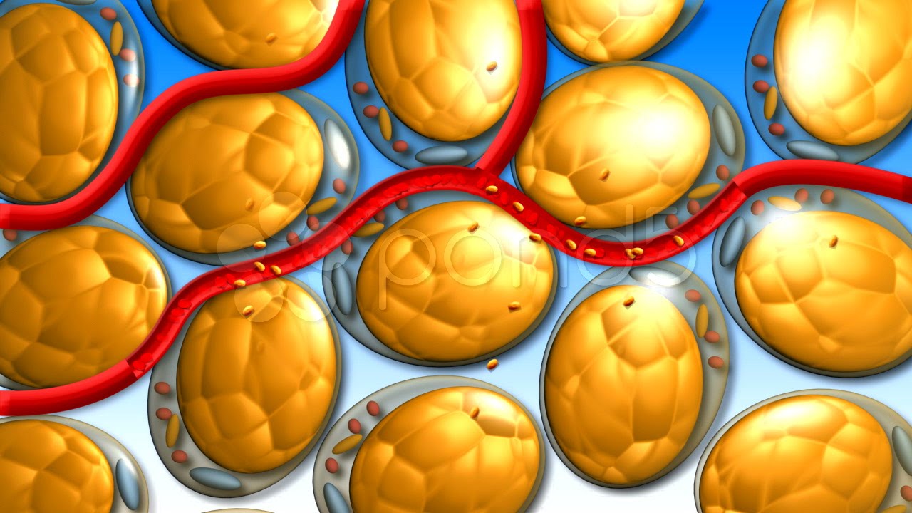 Cells Lose Fat. Stock Footage